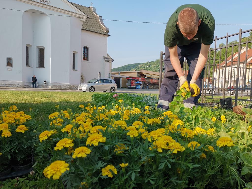 Sadnja ljetnica: 12 tisuća cvjetova za ljepšu Požegu